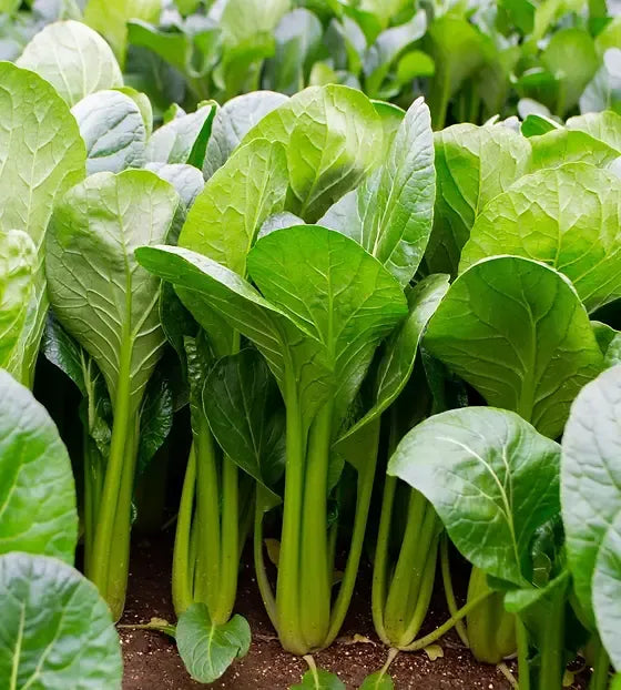 Cavolo Komatsuna – 10 Semi, Spinacio Giapponese, Foglie Tenere e Nutritive, Rapida Crescita, Facile da Coltivare, Alta Germinabilità, Non-GMO