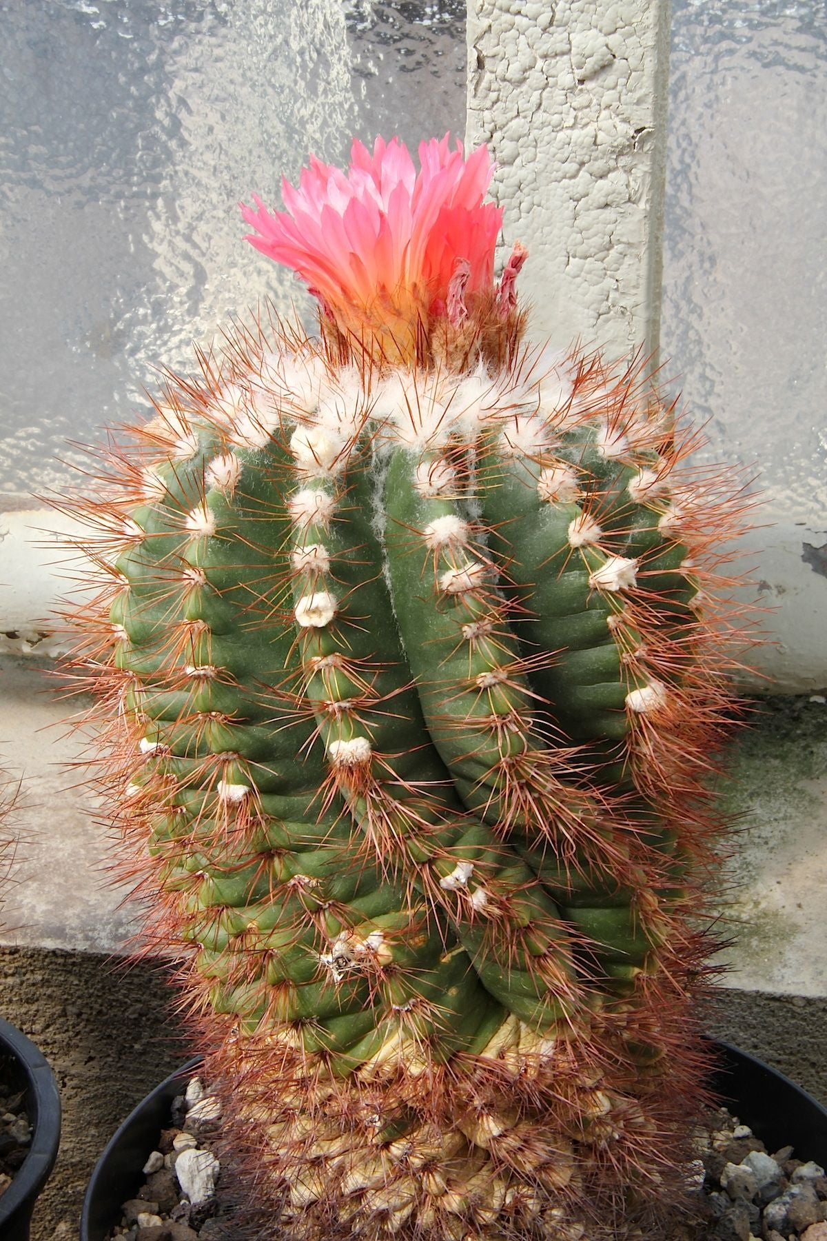 Parodia horstii - 10 Semi – Alta Germinabilità, Varietà Selezionata, Non-GMO