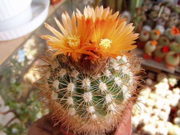 Parodia hausteiniana - 10 Semi – Alta Germinabilità, Varietà Selezionata, Non-GMO