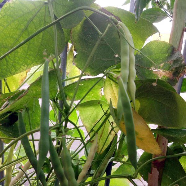 Fagiolo Nano Cannellino – 10 Semi, Grano Bianco Classico, Ideale per Zuppe e Lessi, Facile da Coltivare, Alta Germinabilità, Non-GMO