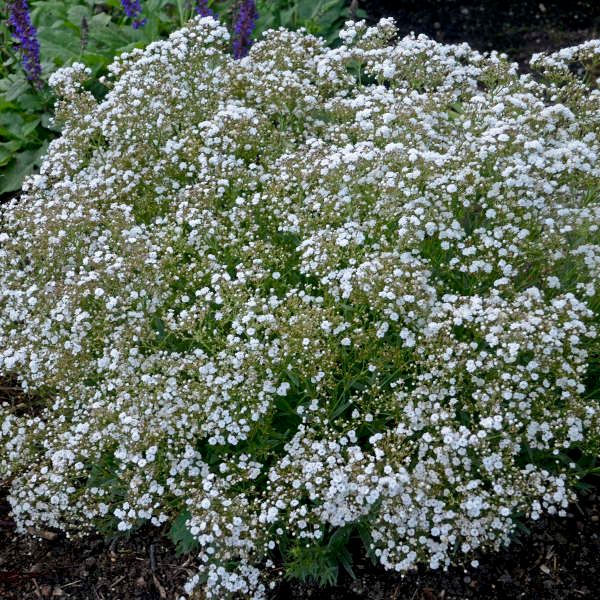 Gypsophila Paniculata Perenne Doppia – 10 Semi, Fiori Bianchi Doppi, Perenne, Ideale per Bouquet, Facile da Coltivare, Alta Germinabilità, Non-GMO