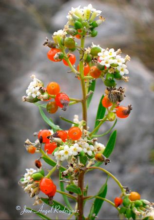 Torvisco – 10 Semi, Mediterraneo, Resistente, Giardino, Facile da Coltivare, Alta Germinabilità, Non-GMO