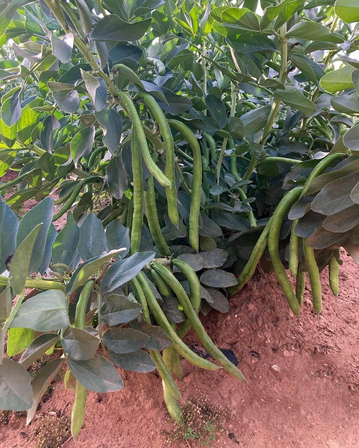 Fava Aguadulce Superlonga – 10 Semi, Baccelli da Record, Grani Dolci e Carnosi, Gourmet, Facile da Coltivare, Alta Germinabilità, Non-GMO