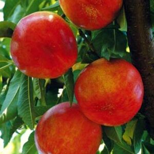 Nettarina Snow Queen – 10 Semi, Polpa Bianca, Colore Rosso Intenso, Maturazione Fine Giugno, Facile da Coltivare, Non-GMO