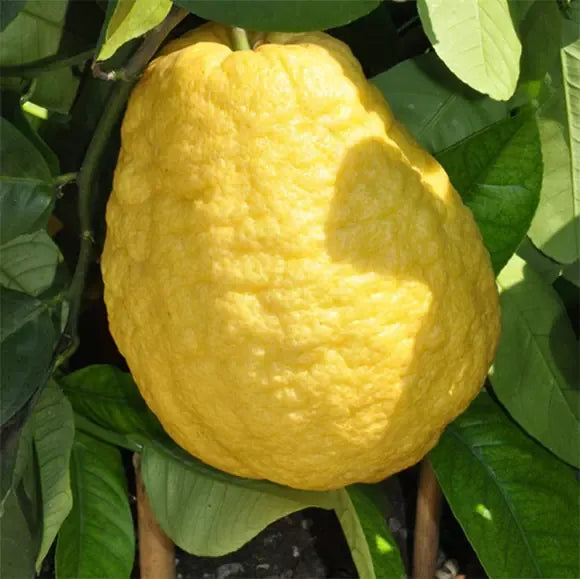 Cedro – 10 Semi, Scorza Profumata, Aromatico, Uso Cucina, Facile da Coltivare, Alta Germinabilità, Non-GMO