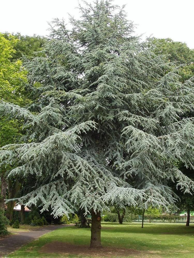 Cedro dell'Atlante – 10 Semi, Maestoso, Ornamentale, Parco, Facile da Coltivare, Alta Germinabilità, Non-GMO