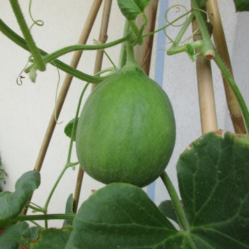 Carosello Tondo di Fasano – 30 Semi, Frutto Tondeggiante, Polpa Croccante, Tradizionale, Facile da Coltivare, Alta Germinabilità, Non-GMO