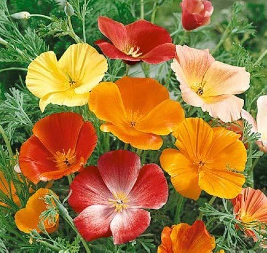 California Poppy Mix – 10 Seeds, California Poppy, Sunny Colors, Rustic, Easy to Grow, High Germination, Non-GMO