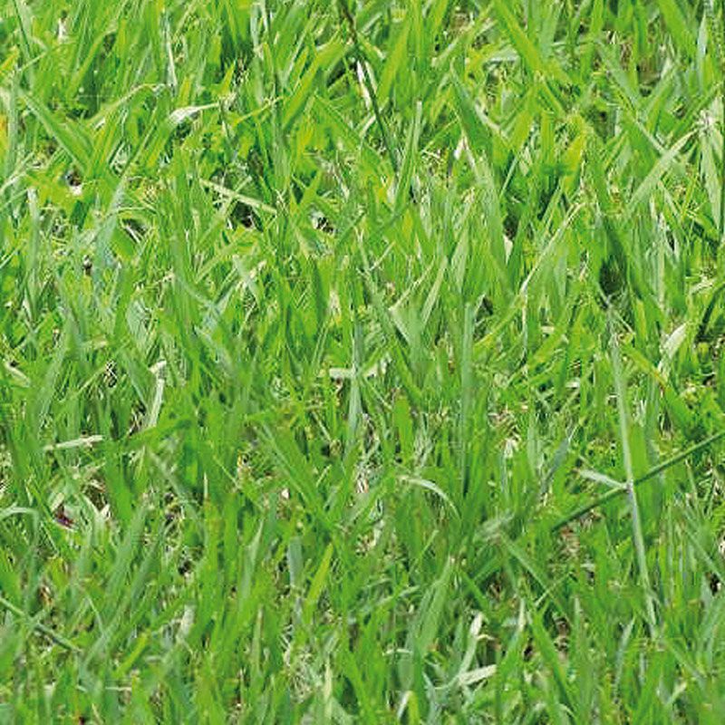 Gramignone (Paspalum Notatum) – 10.000 Semi, Prato per Zone Costiere, Resistente alla Salsedine, Facile da Coltivare, Alta Germinabilità, Non-GMO