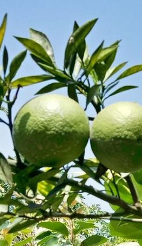 Limetta – 10 Semi, Aroma Intenso, Cocktail e Cucina, Fresco, Facile da Coltivare, Alta Germinabilità, Non-GMO