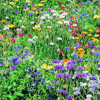 Mix Prato con Fiori Bassi IPG – 10.000 Semi, Prato Fiorito Nano, Colore ed Eleganza ad Altezza Contenuta, Facile da Coltivare, Alta Germinabilità, Non-GMO