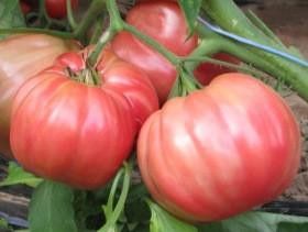 50 Semi di Pomodoro Belmonte Solanum lycopersicum Belmonte – Semi Freschi, Alta Germinabilità, No-GMO
