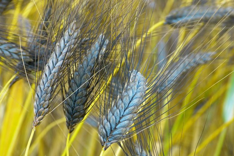 80 Semi di Farro Dicocco Karol – Semi Freschi, Alta Germinabilità, No-GMO