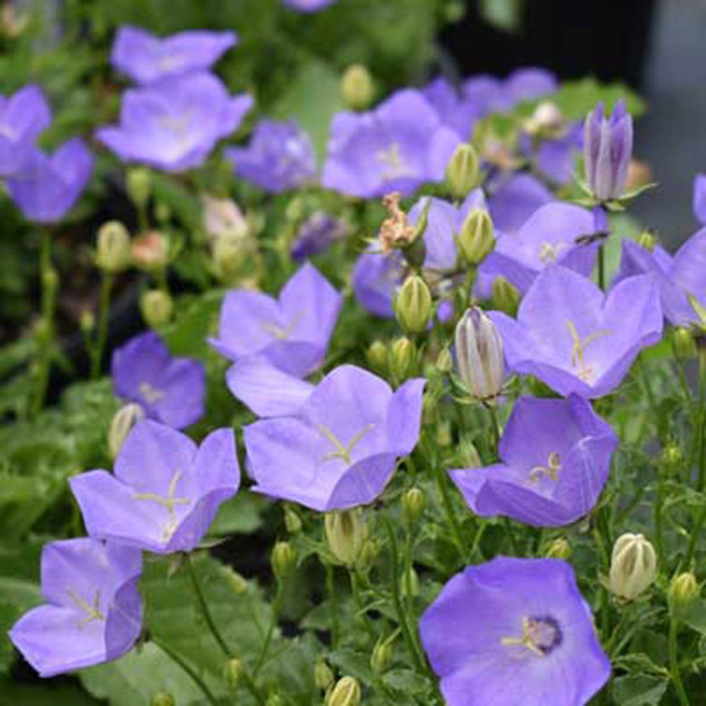 10 Semi di Campanula Carpatica Bleu - Semi Freschi, Alta Germinabilità, No-GMO