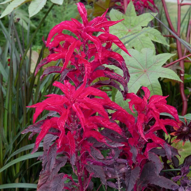Amaranto Early Splendour – 30 Semi, Rosa e Rosso, Precoce, Giardino, Facile da Coltivare, Alta Germinabilità, Non-GMO