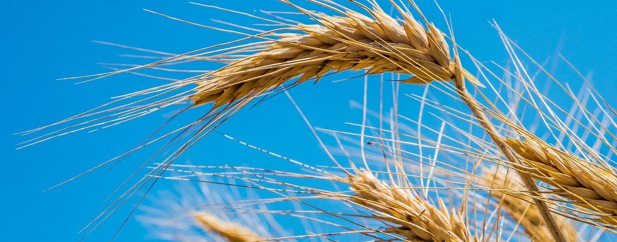 80 Semi di Frumento Duro Evoldur – Semi Freschi, Alta Germinabilità, No-GMO