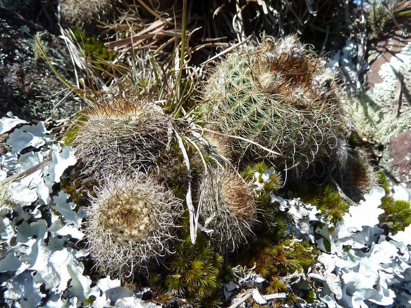 Parodia alacriportana - 10 Semi – Alta Germinabilità, Varietà Selezionata, Non-GMO