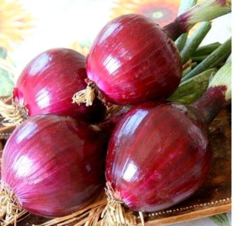 Round Red Tropea Onion – 30 Seeds, Unique Sweetness, Famous, Fresh Use, Easy to Grow, High Germinability, Non-GMO