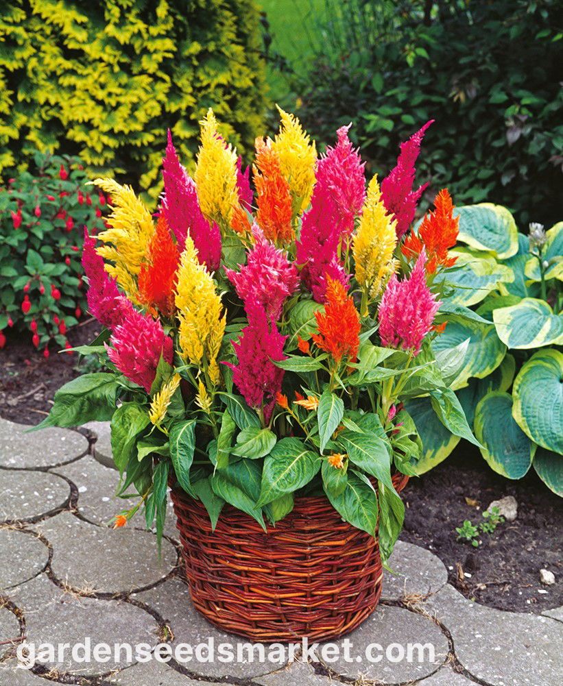 Celosia Plumosa Alta Mix – 10 Semi, Infiorescenze a Piumino, Colori Caldi, Giardino, Facile da Coltivare, Alta Germinabilità, Non-GMO
