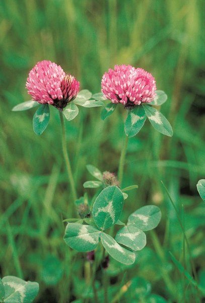 Trifoglio Violetto Pratense – 10.000 Semi, Uso Foraggero e Miglioratore del Terreno, Seme Scelto, Facile da Coltivare, Alta Germinabilità, Non-GMO