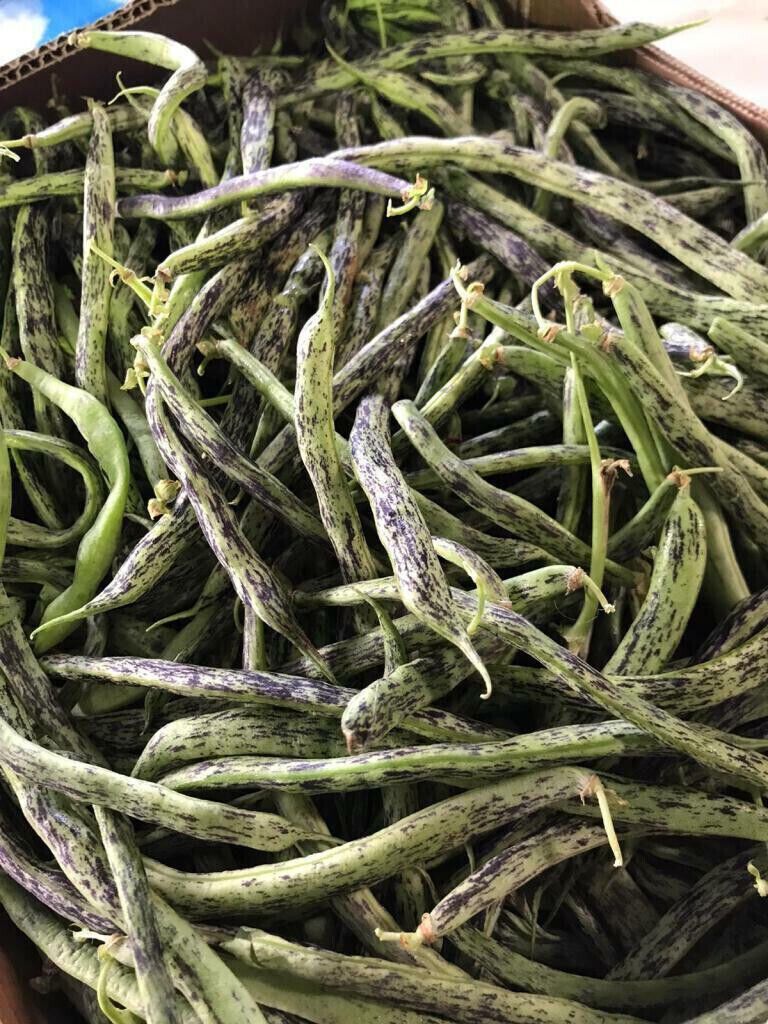 Fagiolo Nano Bobis d'Albenga – 10 Semi, Grano Scuro, Baccello Tenero, Qualità Superiore, Facile da Coltivare, Alta Germinabilità, Non-GMO