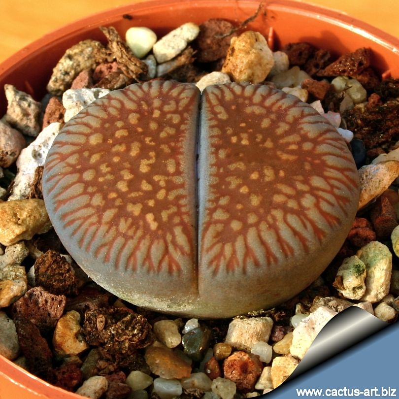 Lithops euniceae - 10 Semi – Alta Germinabilità, Varietà Selezionata, Non-GMO
