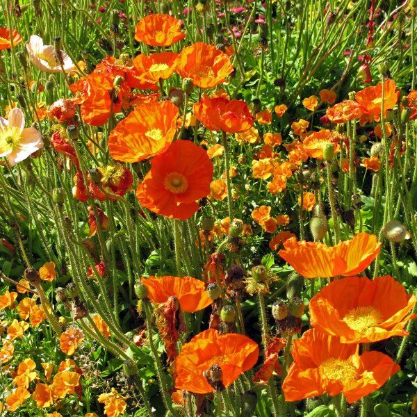 50 Semi di Papavero d'Islanda Papaver nudicaule – Semi Freschi, Alta Germinabilità, No-GMO