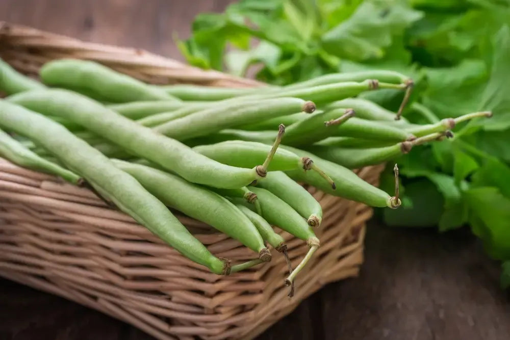 Anellino di Brescia Dwarf Bean – 10 Seeds, Curved Pod, Stringless, Excellent Flavor, Easy to Grow, High Germinability, Non-GMO