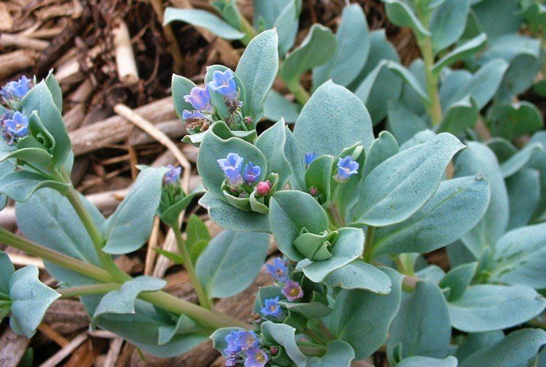 Erba Ostrica (Mertensia Maritima) – 10 Semi, Foglie al Gusto di Pesce e Ostrica, Gourmet, Facile da Coltivare, Alta Germinabilità, Non-GMO