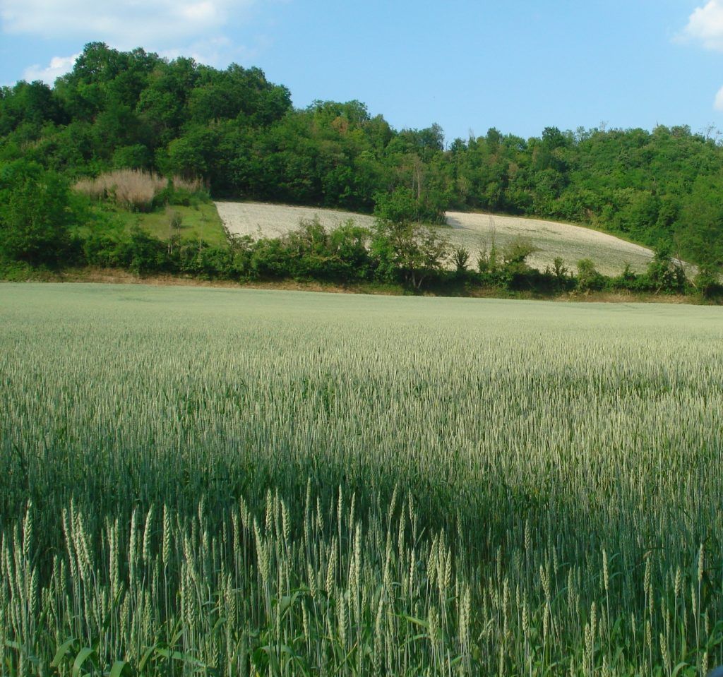 80 Semi di Frumento Tenero Autonomia B – Semi Freschi, Alta Germinabilità, No-GMO