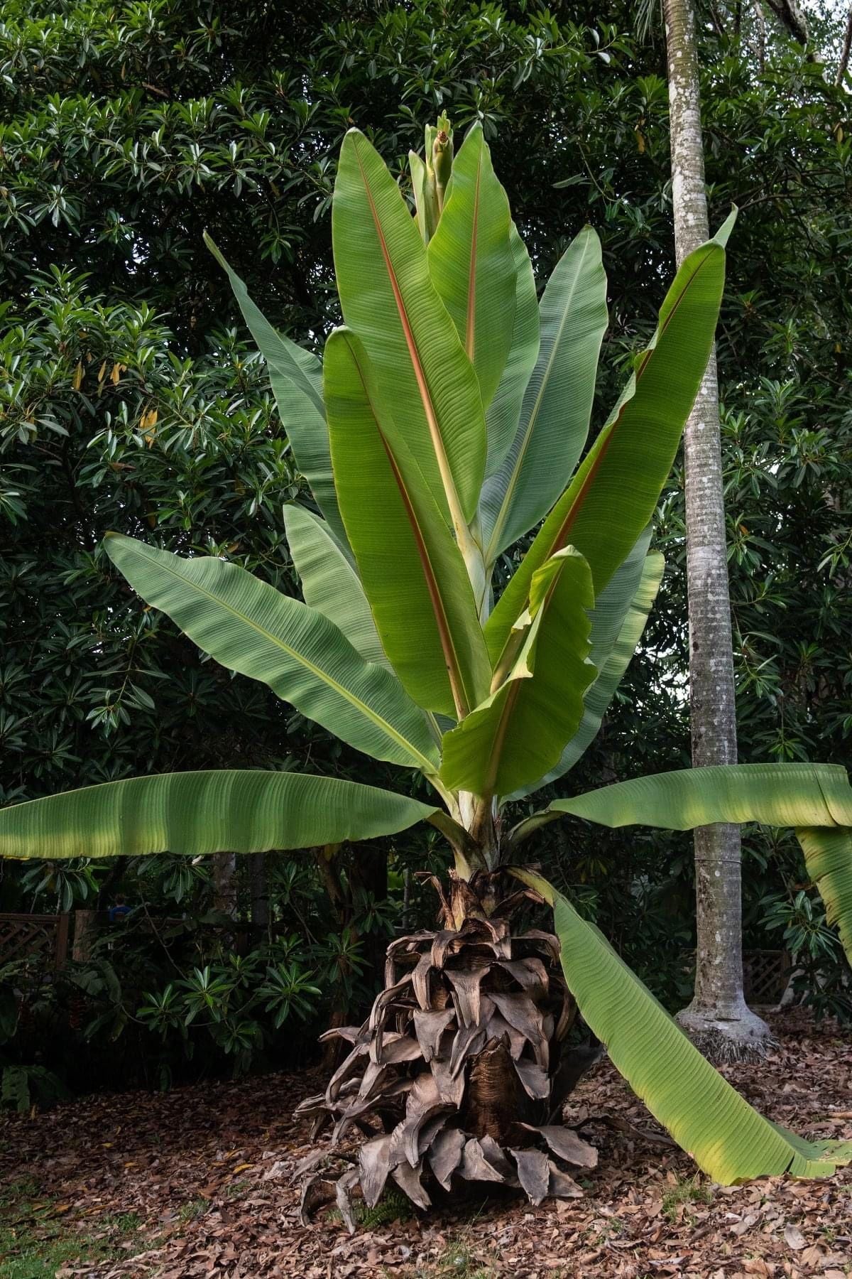 10 Semi di Ensete Lecongkietii - Semi Freschi, Alta Germinabilità, No-GMO