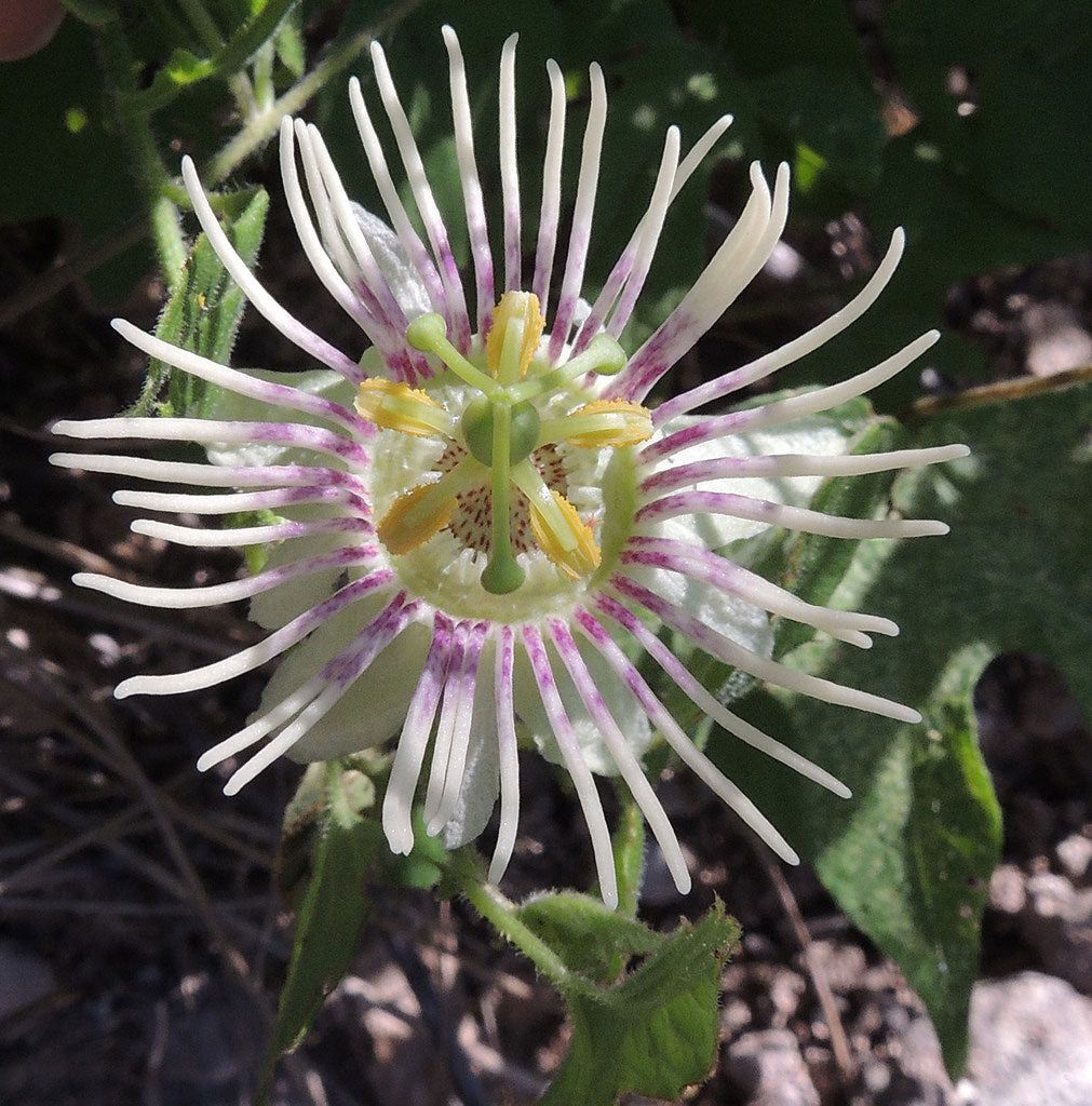 10 Semi di Passiflora bryonioides – Semi Freschi, Alta Germinabilità, No-GMO
