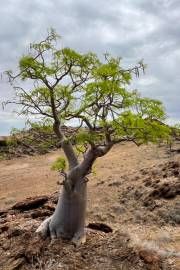 Moringa Borziana – 10 Semi, Portamento Basso, Esotica, Studio, Facile da Coltivare, Alta Germinabilità, Non-GMO