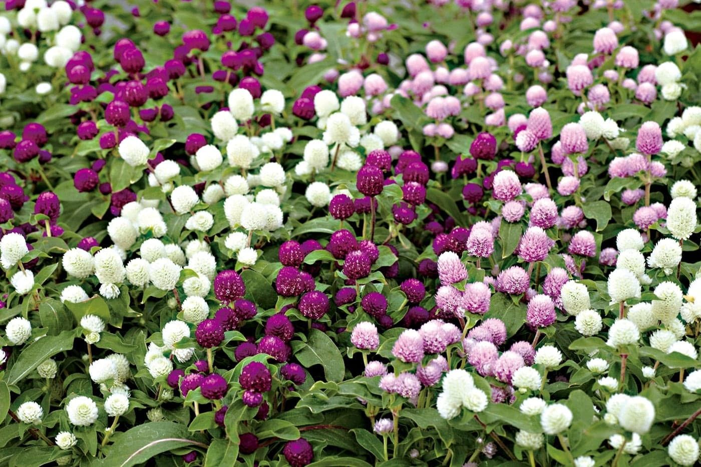 Madreselva Arborea – 10 Semi, Fiori Profumati, Esterno, Facile da Coltivare, Alta Germinabilità, Non-GMO