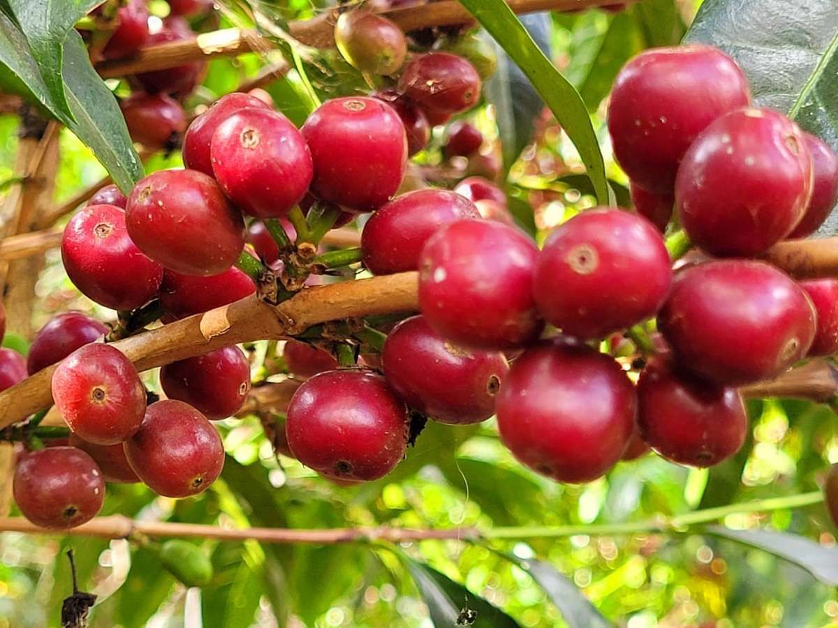 Caffè Heirloom – 10 Semi, Varietà Selvatica, Origine Etiopia, Unico, Facile da Coltivare, Alta Germinabilità, Non-GMO