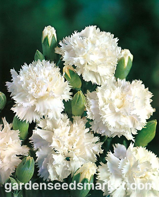 Chabaud White Carnation – 10 Seeds, Double Flower, Pure White, Ideal for Cutting, Easy to Grow, High Germination, Non-GMO
