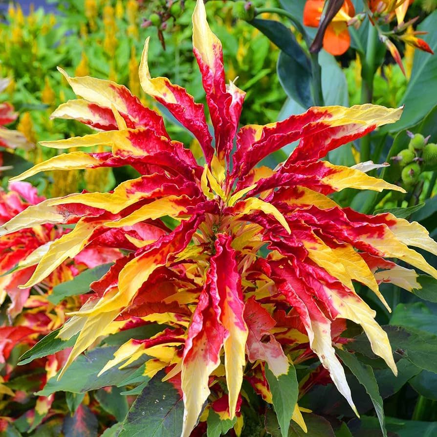 Amaranto Perfecta – 30 Semi, Giallo e Rosso, Variopinto, Bordure, Facile da Coltivare, Alta Germinabilità, Non-GMO