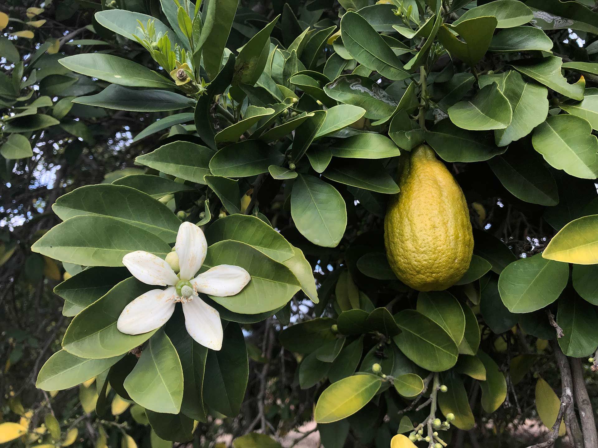 Citrus neocaledonica – 10 Semi, Specie Esotica, Rara, Collezionismo, Facile da Coltivare, Alta Germinabilità, Non-GMO