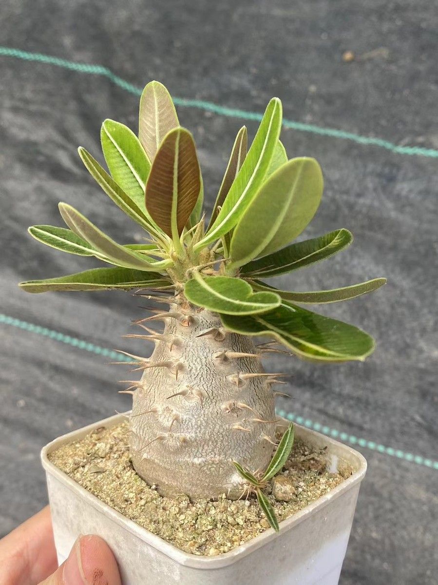 Pachypodium rosulatum - 10 Semi – Alta Germinabilità, Varietà Selezionata, Non-GMO