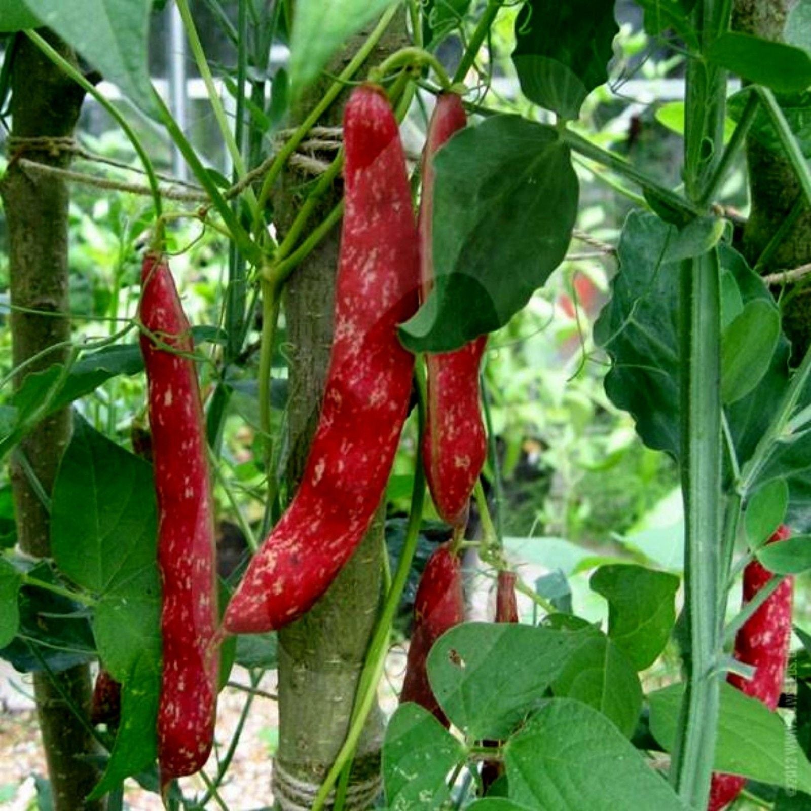 Fire Tongue Dwarf Bean – 10 Seeds, Classic Borlotto, Red Striped Pod, Shelling, Easy to Grow, High Germination, Non-GMO