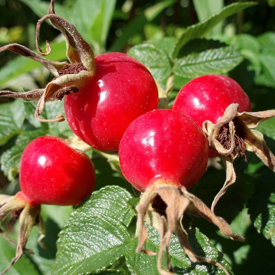 Rosa Canina – 10 Semi, Bacche Vitamina C, Spinoso, Siepe, Facile da Coltivare, Alta Germinabilità, Non-GMO