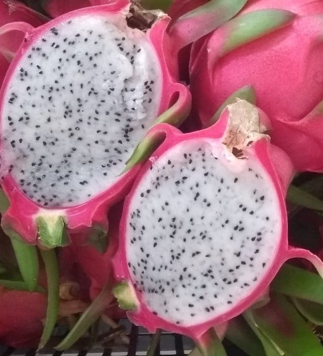 Pitaya Bianca – 10 Semi, Polpa Bianca, Buccia Rossa, Frutto Esotico, Facile da Coltivare, Alta Germinabilità, Non-GMO