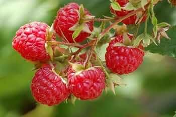 10 Semi di Lampone rosso selvatico Rubus idaeus – Semi Freschi, Alta Germinabilità, No-GMO