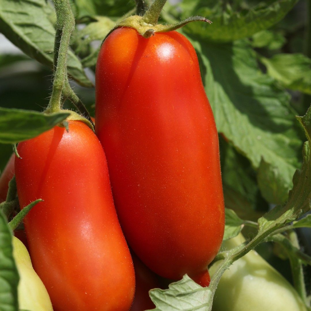 50 Semi di Pomodoro San Marzano Solanum lycopersicum San Marzano – Semi Freschi, Alta Germinabilità, No-GMO