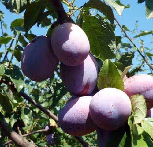 President Plum Tree – 10 Seeds, Dark Purple Fruit, Firm, Detachable Flesh, Ripens Early September, Easy to Grow, Non-GMO