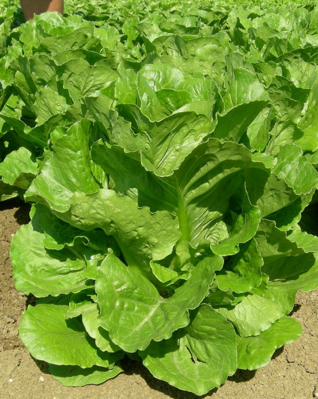 Lattuga Romana Parris Island – 30 Semi, Foglia Spessa, Gusto Dolce, Orto, Facile da Coltivare, Alta Germinabilità, Non-GMO