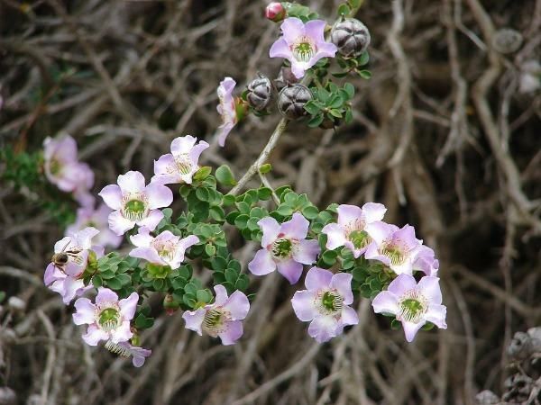 10 Semi di Tea tree a foglia rotonda Leptospermum rotundifolium – Semi Freschi, Alta Germinabilità, No-GMO
