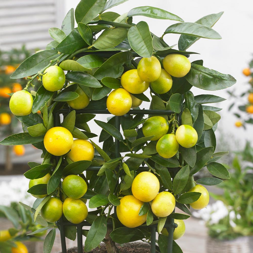 Limequat – 10 Semi, Ibrido Piccolo, Frutto Edibile, Vaso, Facile da Coltivare, Alta Germinabilità, Non-GMO