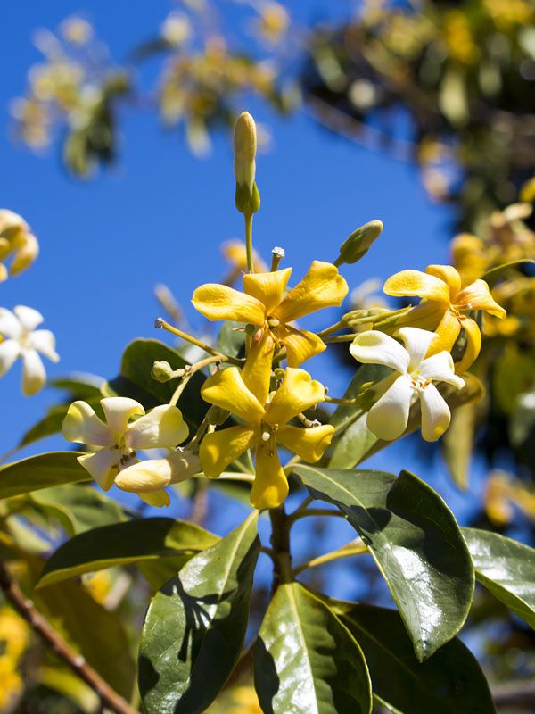 10 Semi di Plumeria Hymenosporum Flavum - Semi Freschi, Alta Germinabilità, No-GMO