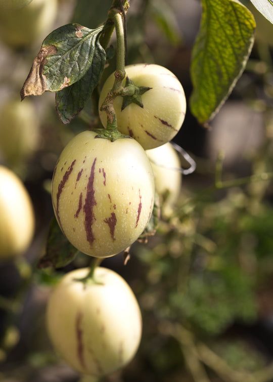 10 Semi di Melone Pepino Solanum Muricatum - Semi Freschi, Alta Germinabilità, No-GMO
